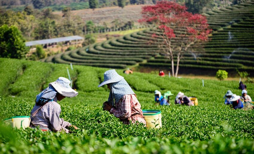 Cameron Highlands