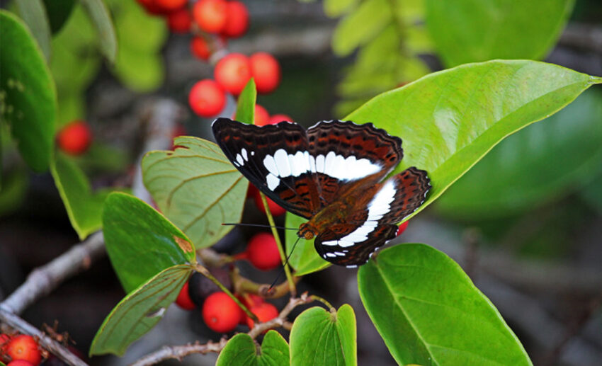 4. It is a rich biodiversity hotspot