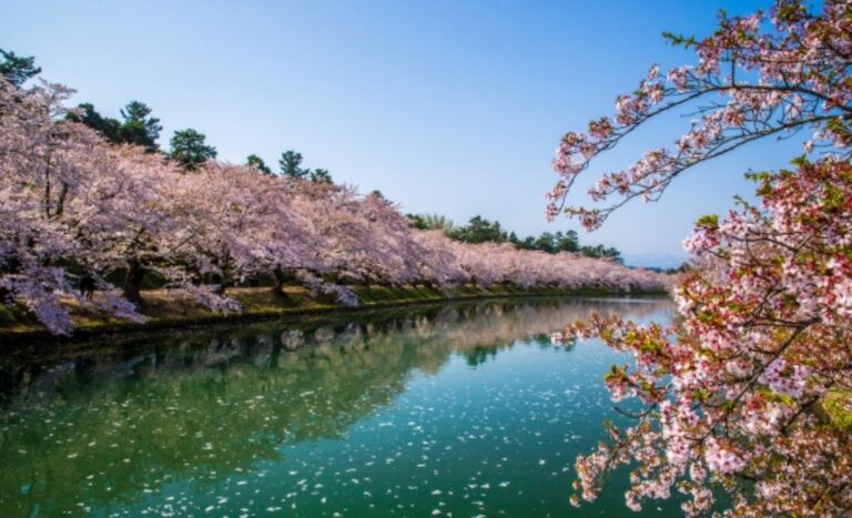 Dreaming Of Japan? Lalaport X JNTO Sakura Dance Challenge Offers Flights For Lucky Winners