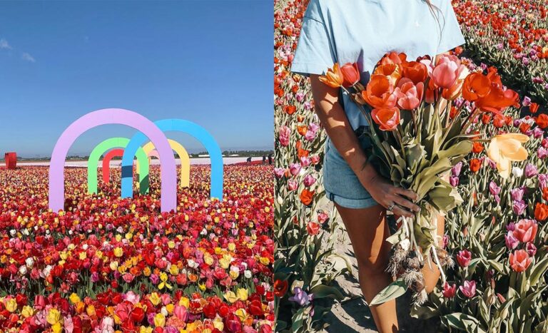 Beyond Keukenhof: Insider Tips To Visiting Tulip Fields In The Netherlands