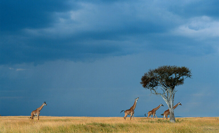 Fly To Africa: AirAsia X Offers Special Fares For New KL-Nairobi Route