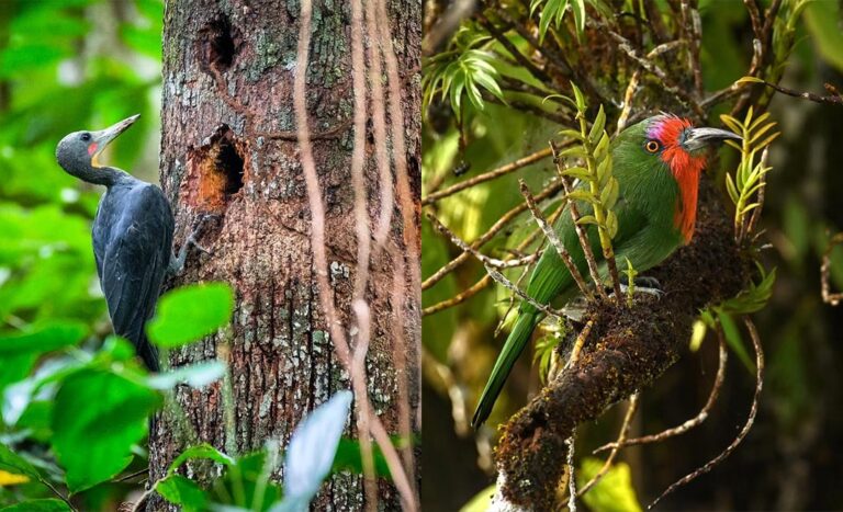 Avian Adventures: 7 Bird Watching Spots In Malaysia