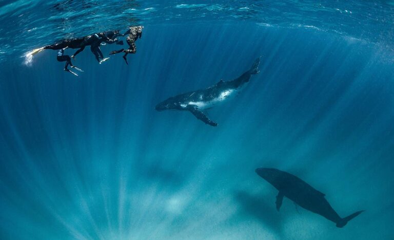 5 Of The Best Whale-Watching Spots In Western Australia