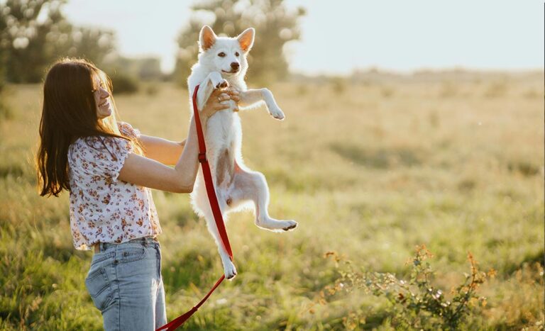 8 Tips To Train Your Pet To Travel: Car Rides, Camping & Pet-Friendly Holidays