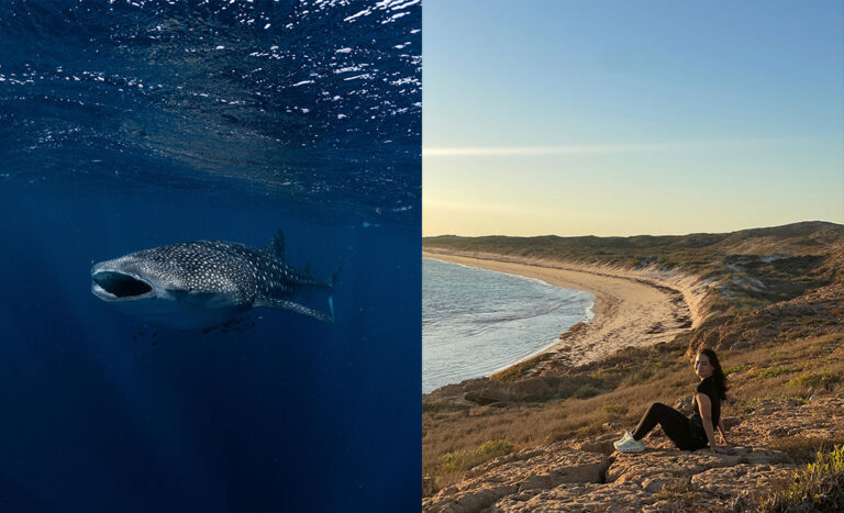 Swimming With Whale Sharks & Exploring Ningaloo Coast’s Marine Wonders