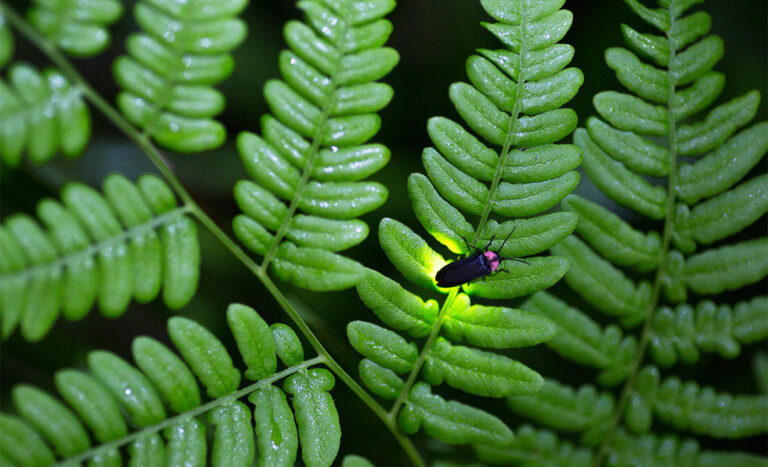 These 6 Firefly Attractions In Malaysia Will Take You On An Illuminating Journey