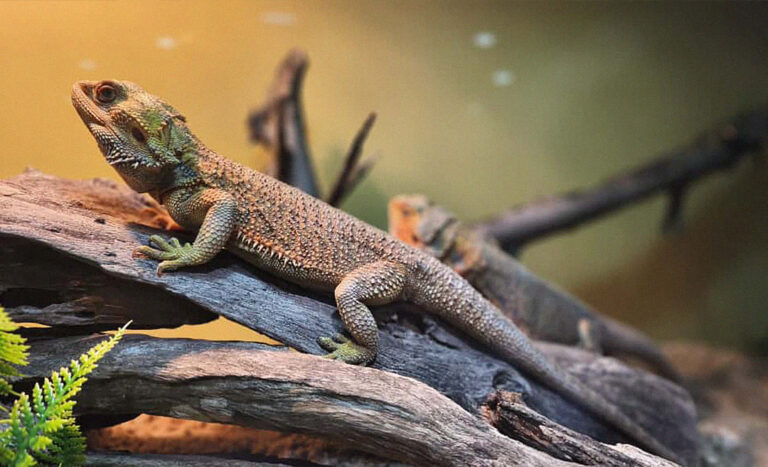Penang Bird Park’s New Reptile House Is A Weather-Proof Family Attraction